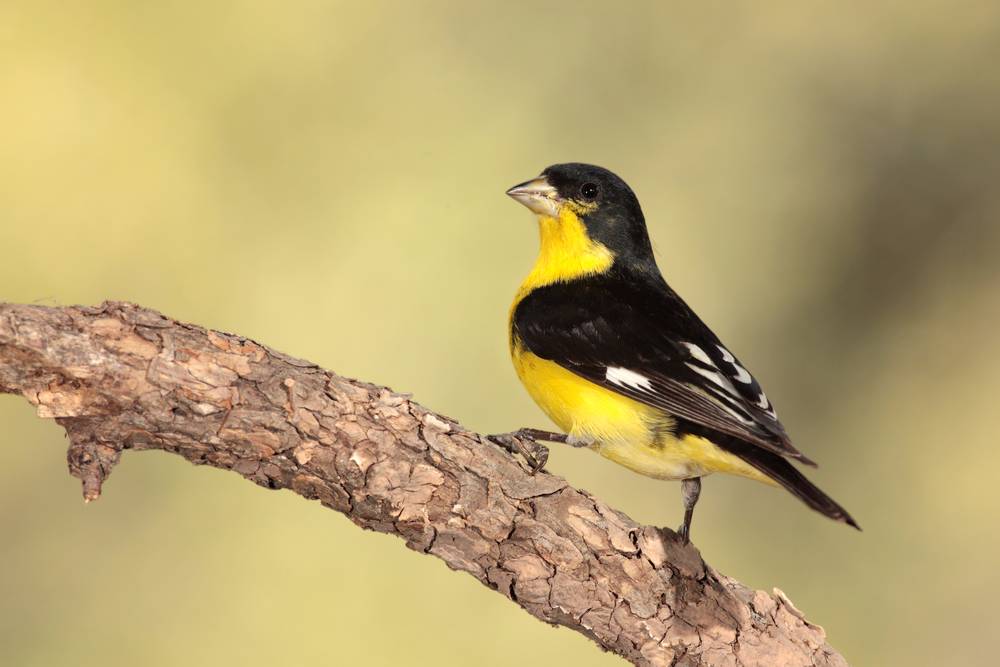 Lesser Goldfinch